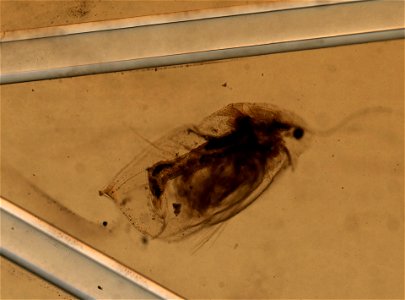 PRESERVED_SPECIMEN; ; ; microslide; HYPOTYPE. See: Brooks, John L. 1957. The systematics of North American Daphnia. Memoirs of the Connecticut Academy of Arts and Sciences. 13: 1-180.; IZ nu