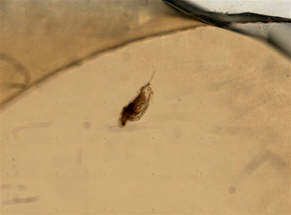 PRESERVED_SPECIMEN; ; ; microslide; HYPOTYPE. See: Brooks, John L. 1957. The systematics of North American Daphnia. Memoirs of the Connecticut Academy of Arts and Sciences. 13: 1-180.; IZ nu