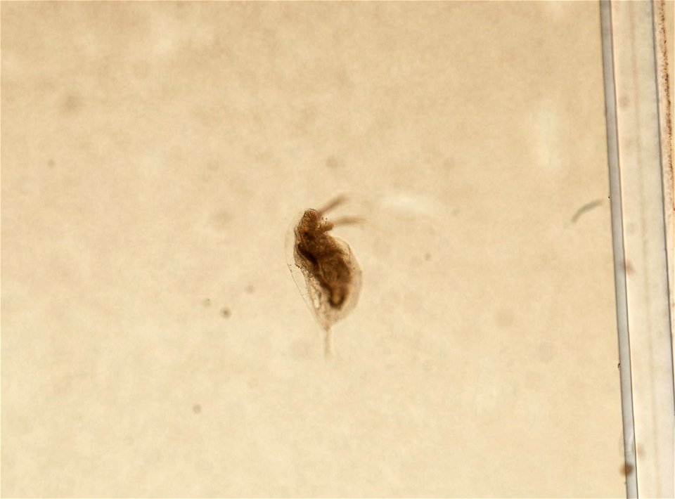 PRESERVED_SPECIMEN; ; ; microslide; HYPOTYPE. See: Brooks, John L. 1957. The systematics of North American Daphnia. Memoirs of the Connecticut Academy of Arts and Sciences. 13: 1-180.; IZ nu