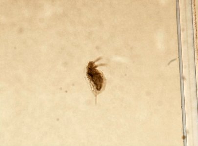 PRESERVED_SPECIMEN; ; ; microslide; HYPOTYPE. See: Brooks, John L. 1957. The systematics of North American Daphnia. Memoirs of the Connecticut Academy of Arts and Sciences. 13: 1-180.; IZ nu
