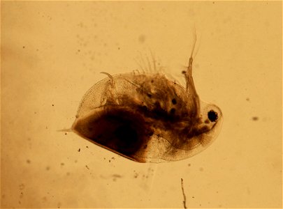 PRESERVED_SPECIMEN; ; ; microslide; HYPOTYPE. See: Brooks, John L. 1957. The systematics of North American Daphnia. Memoirs of the Connecticut Academy of Arts and Sciences. 13: 1-180.; IZ nu