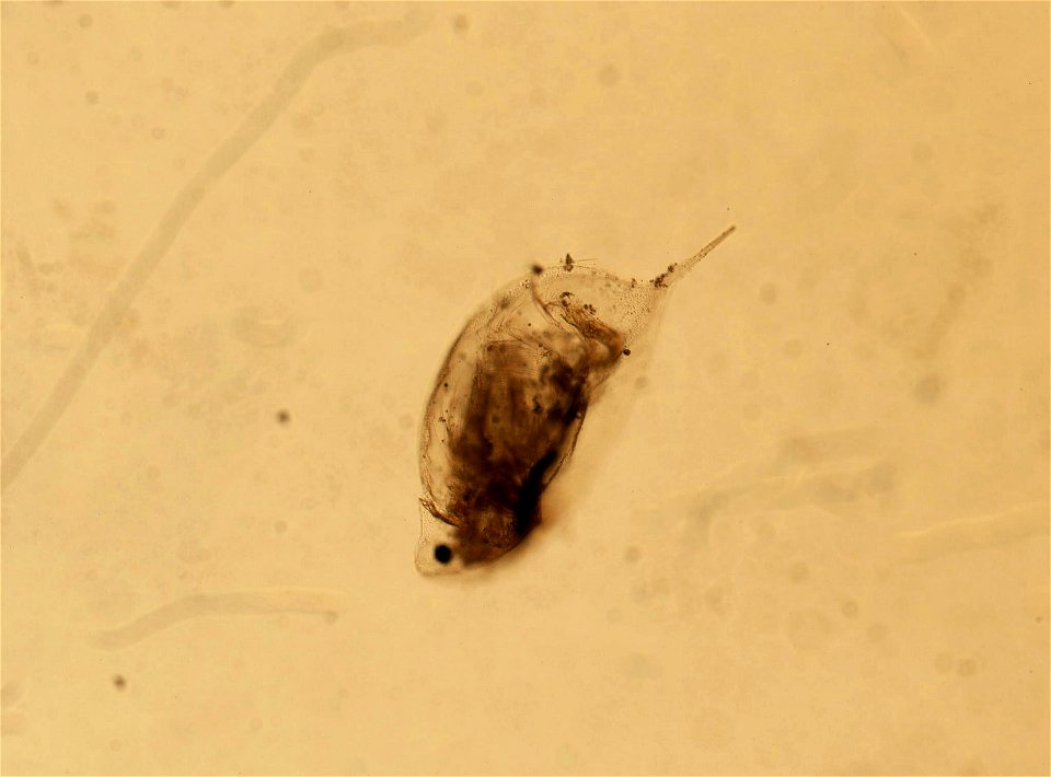 PRESERVED_SPECIMEN; ; ; microslide; HYPOTYPE. See: Brooks, John L. 1957. The systematics of North American Daphnia. Memoirs of the Connecticut Academy of Arts and Sciences. 13: 1-180.; IZ nu
