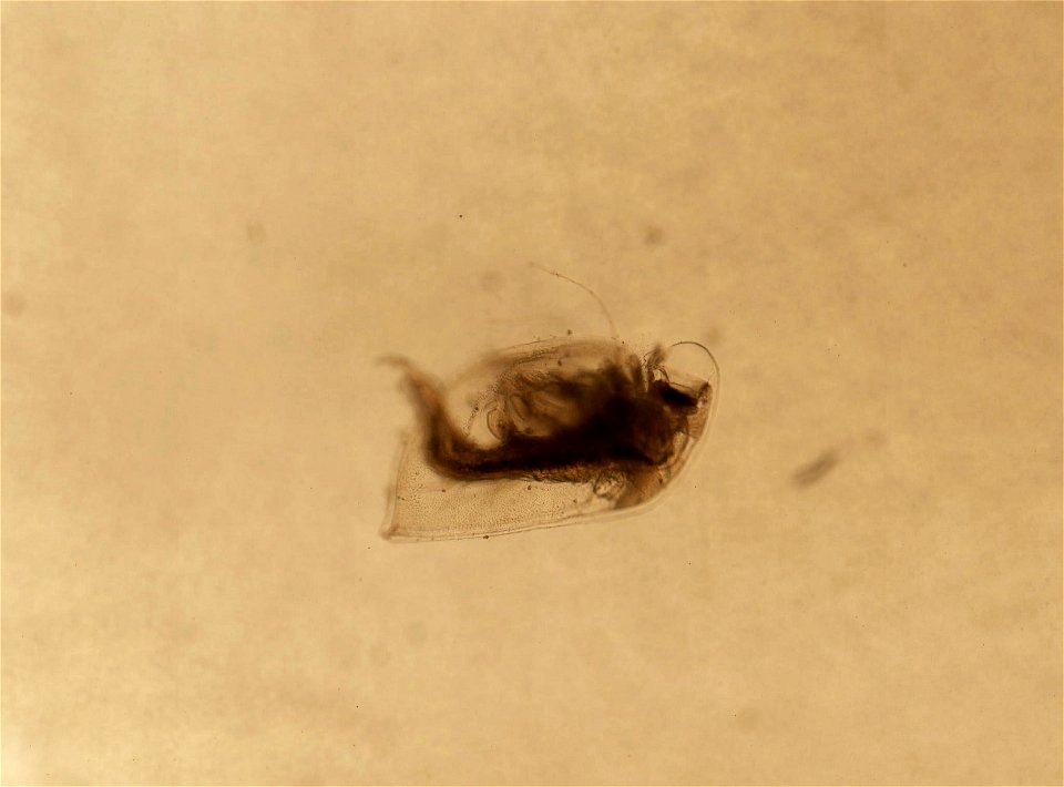 PRESERVED_SPECIMEN; ; ; microslide; HYPOTYPE. See: Brooks, John L. 1957. The systematics of North American Daphnia. Memoirs of the Connecticut Academy of Arts and Sciences. 13: 1-180.; IZ nu photo