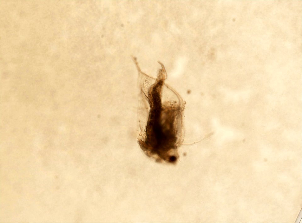 PRESERVED_SPECIMEN; ; ; microslide; HYPOTYPE. See: Brooks, John L. 1957. The systematics of North American Daphnia. Memoirs of the Connecticut Academy of Arts and Sciences. 13: 1-180.; IZ nu