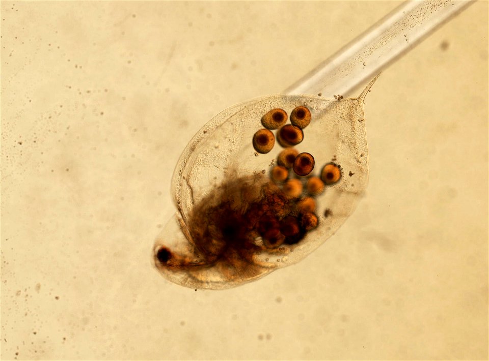 PRESERVED_SPECIMEN; ; ; microslide; HYPOTYPE. See: Brooks, John L. 1957. The systematics of North American Daphnia. Memoirs of the Connecticut Academy of Arts and Sciences. 13: 1-180.; IZ nu