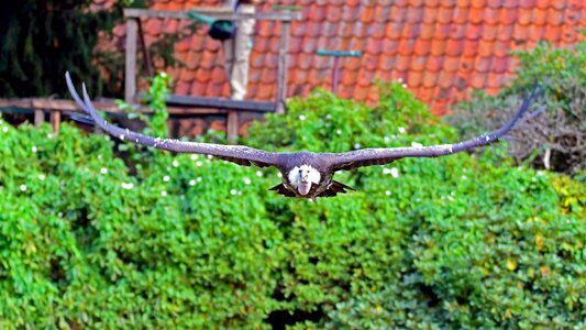 Bird park walsrode scavengers glide photo