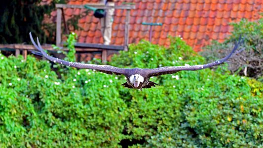 Bird park walsrode scavengers glide