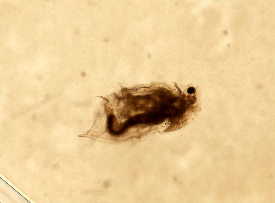 PRESERVED_SPECIMEN; ; ; microslide; HYPOTYPE. See: Brooks, John L. 1957. The systematics of North American Daphnia. Memoirs of the Connecticut Academy of Arts and Sciences. 13: 1-180.; IZ nu