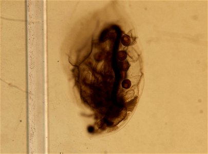 PRESERVED_SPECIMEN; ; ; microslide; HYPOTYPE. See: Brooks, John L. 1957. The systematics of North American Daphnia. Memoirs of the Connecticut Academy of Arts and Sciences. 13: 1-180.; IZ nu
