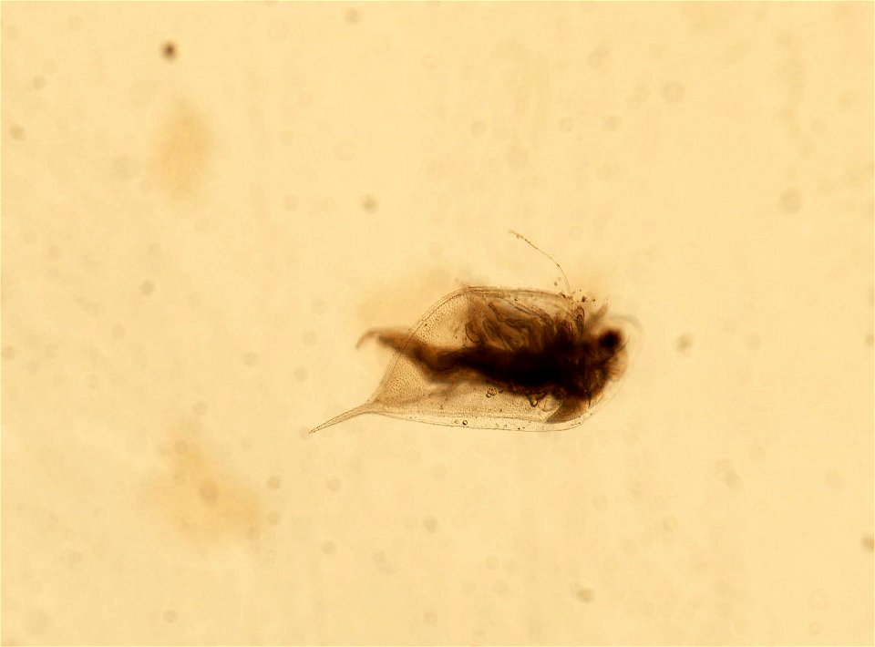PRESERVED_SPECIMEN; ; ; microslide; HYPOTYPE. See: Brooks, John L. 1957. The systematics of North American Daphnia. Memoirs of the Connecticut Academy of Arts and Sciences. 13: 1-180.; IZ nu