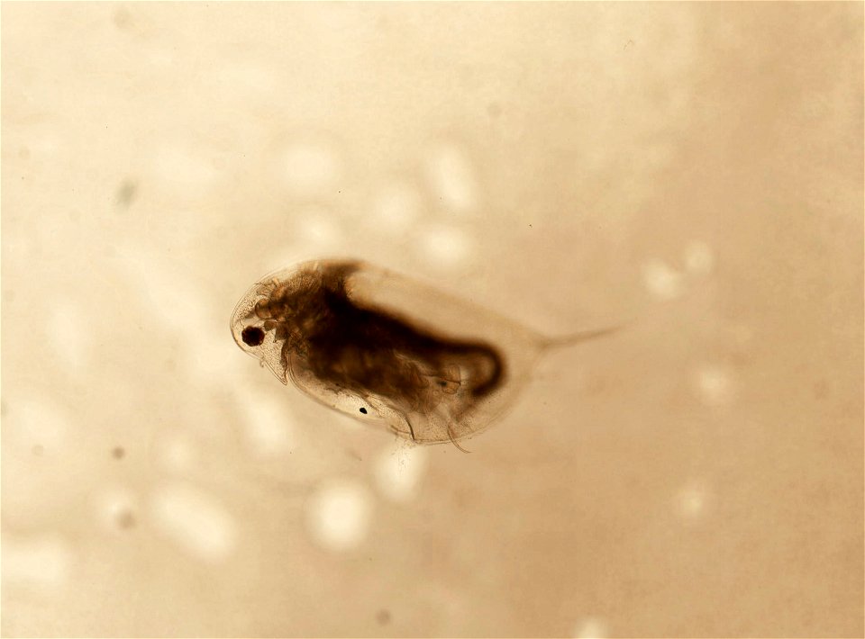 PRESERVED_SPECIMEN; ; ; microslide; HYPOTYPE. See: Brooks, John L. 1957. The systematics of North American Daphnia. Memoirs of the Connecticut Academy of Arts and Sciences. 13: 1-180.; IZ nu photo