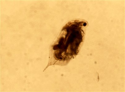 PRESERVED_SPECIMEN; ; ; microslide; HYPOTYPE. See: Brooks, John L. 1957. The systematics of North American Daphnia. Memoirs of the Connecticut Academy of Arts and Sciences. 13: 1-180.; IZ nu photo