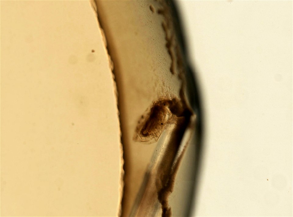 PRESERVED_SPECIMEN; ; ; microslide; HYPOTYPE. See: Brooks, John L. 1957. The systematics of North American Daphnia. Memoirs of the Connecticut Academy of Arts and Sciences. 13: 1-180.; IZ nu