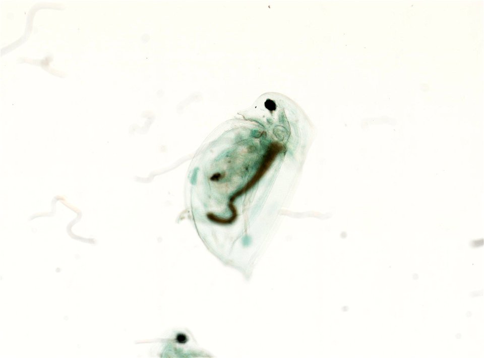 PRESERVED_SPECIMEN; ; ; microslide; HYPOTYPE. See: Brooks, John L. 1957. The systematics of North American Daphnia. Memoirs of the Connecticut Academy of Arts and Sciences. 13: 1-180.; IZ nu