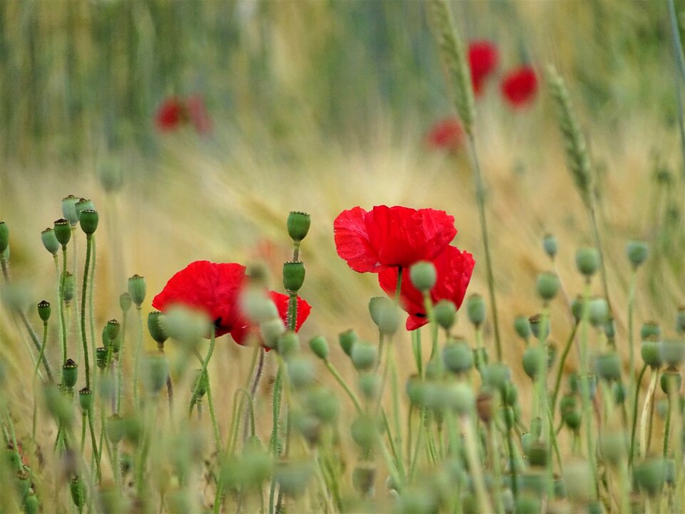 Nature summer field of poppies