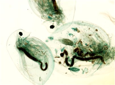 PRESERVED_SPECIMEN; ; ; microslide; HYPOTYPE. See: Brooks, John L. 1957. The systematics of North American Daphnia. Memoirs of the Connecticut Academy of Arts and Sciences. 13: 1-180.; IZ nu photo