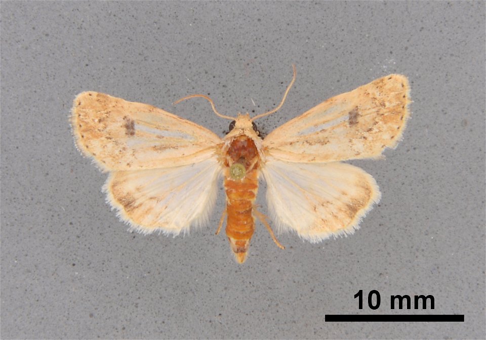 Mississippi Entomological Museum
Catalog #: MEM 354437
Taxon: Heliocheilus confertissima (Walker, 1865)
Family: Noctuidae
Determiner: Brown, R.L.
Collector: Matthews, M.
Date: 1985-08-03
Verbatim Date