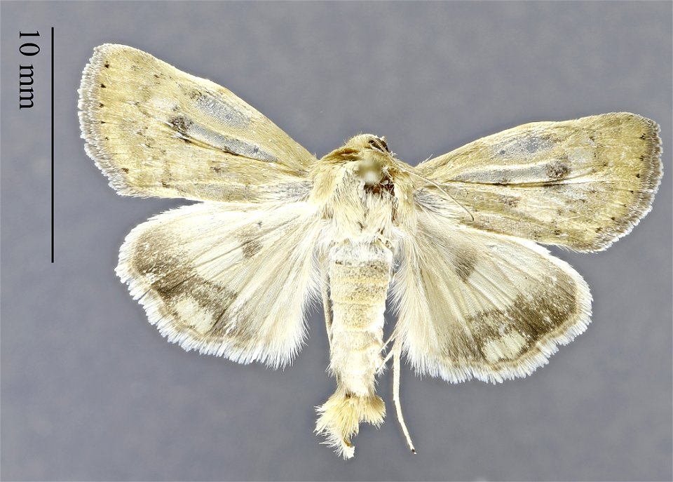 Dugway Proving Ground Natural History Collection Catalog #: DPG1HEXA0004043 Taxon: Heliocheilus paradoxus Grote Family: Noctuidae Determiner: Robert Delph (2015) Collector: Robert J. Delph Date: 2015- photo