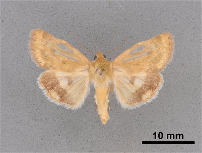 Mississippi Entomological Museum Catalog #: MEM 354379 Taxon: Heliocheilus paradoxus Grote Family: Noctuidae Determiner: Brown, R.L. Collector: Wright, D.J. Date: 1997-08-18 Verbatim Date: 18/Aug/1997 photo