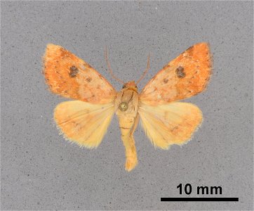 Mississippi Entomological Museum
Catalog #: MEM 354366
Taxon: Heliocheilus turbata (Walker)
Family: Noctuidae
Determiner: Patterson, R.L.
Collector: Patterson, R.L.
Date: 2012-09-13
Verbatim Date: 13/