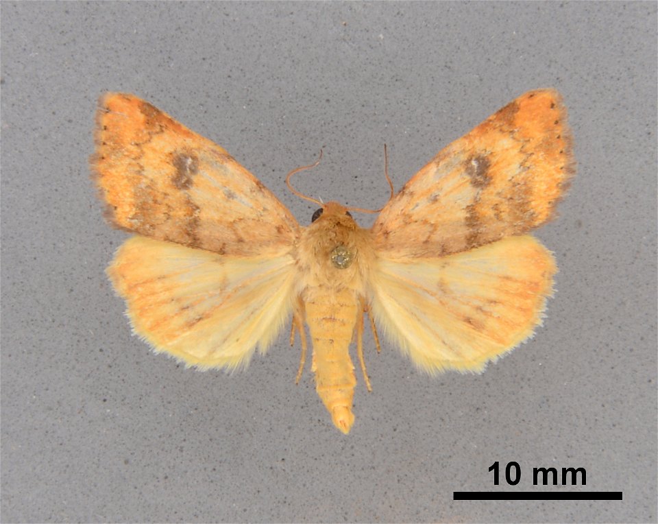Mississippi Entomological Museum
Catalog #: MEM 354357
Taxon: Heliocheilus lupatus Grote 1875
Family: Noctuidae
Determiner: Vargo, J. (2009)
Collector: Vargo, J.
Date: 2003-08-21
Verbatim Date: 21/Aug