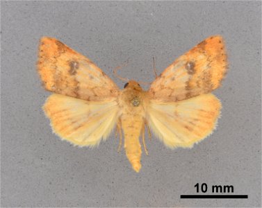 Mississippi Entomological Museum
Catalog #: MEM 354357
Taxon: Heliocheilus lupatus Grote 1875
Family: Noctuidae
Determiner: Vargo, J. (2009)
Collector: Vargo, J.
Date: 2003-08-21
Verbatim Date: 21/Aug