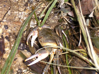 Maltese Freshwater Crab