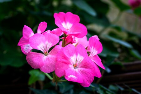 Greenhouse nature korea