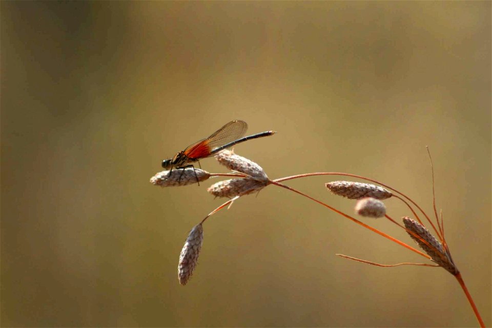 Image title: American rubyspot damselfly Image from Public domain images website, http://www.public-domain-image.com/full-image/fauna-animals-public-domain-images-pictures/insects-and-bugs-public-doma photo