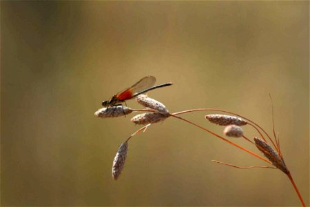 Image title: American rubyspot damselfly
Image from Public domain images website, http://www.public-domain-image.com/full-image/fauna-animals-public-domain-images-pictures/insects-and-bugs-public-doma