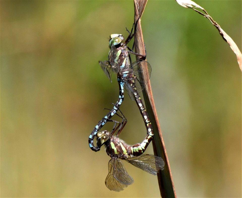 Green-striped Darner (Aeshna verticalis)