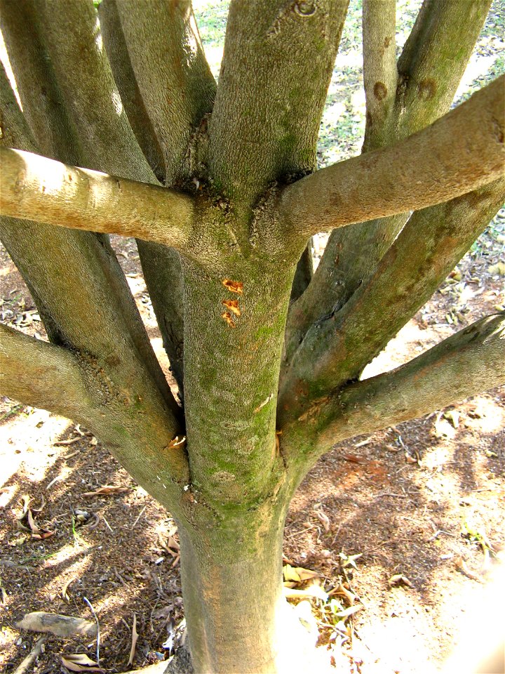 fuste de andiroba atacado pela lagarta hypsipyla grandela