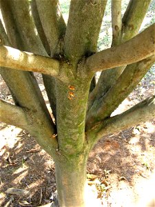 fuste de andiroba atacado pela lagarta hypsipyla grandela
