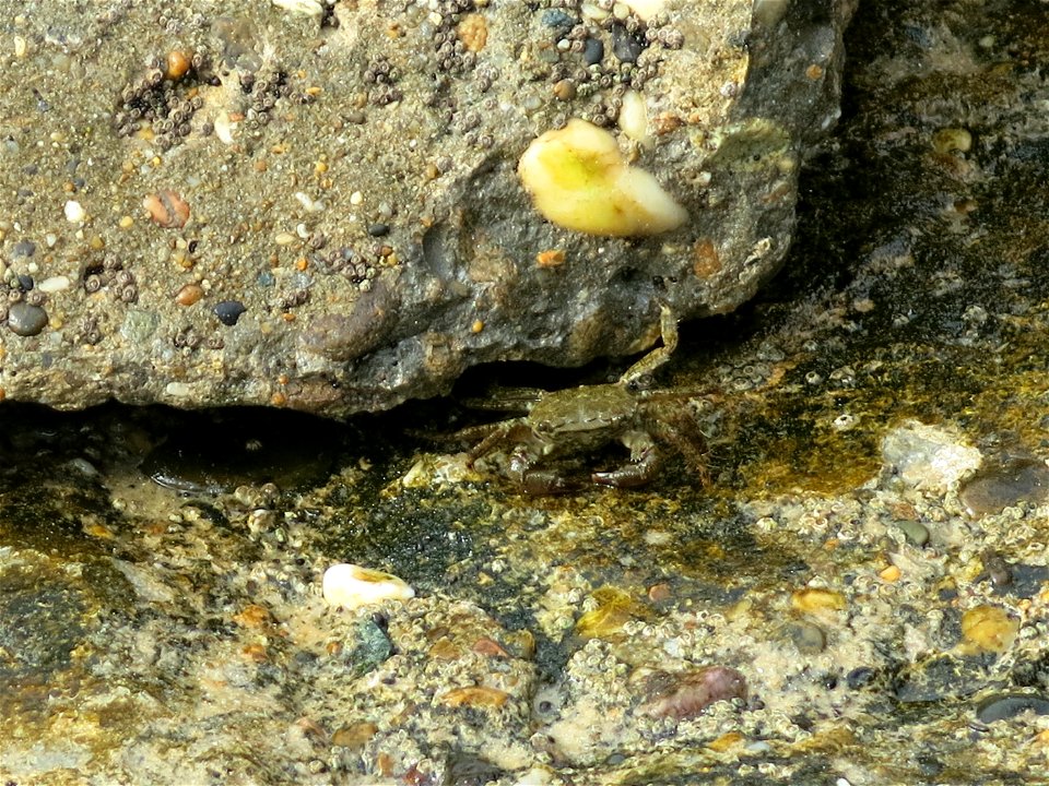Crab on the observation deck of the blockhaus 5 in Capbreton (Landes, France).