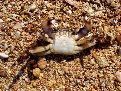 Marbled rock crab, male. The Black sea photo