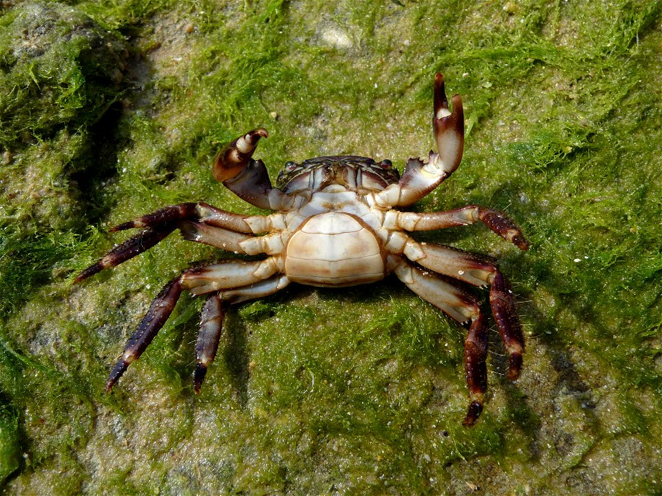 Marbled rock crab, female at spawning time. The Black sea