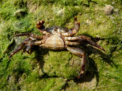 Marbled rock crab, female. The Black sea photo