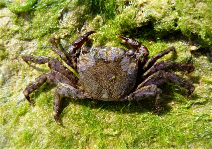 Marbled rock crab, female. The Black sea photo