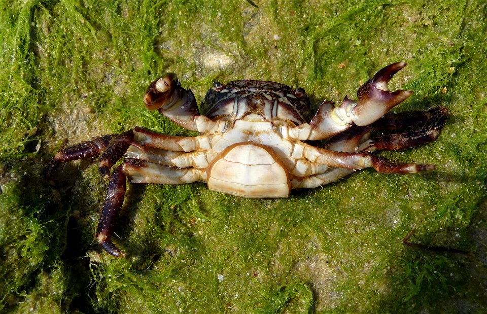 Marbled rock crab, female. The Black sea