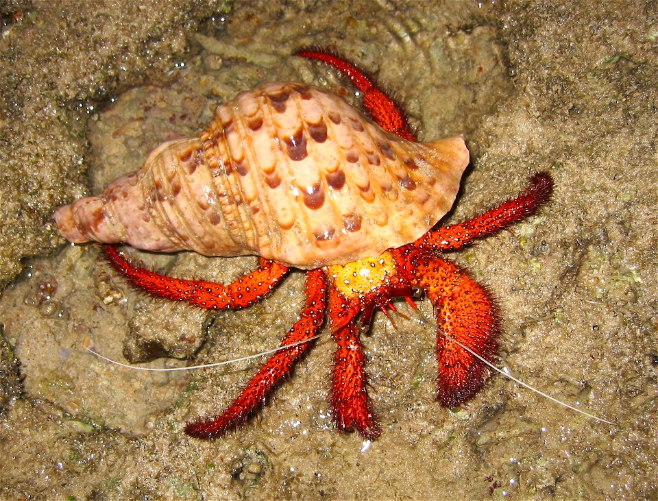 Dardanus megistos, wearing triton, taken at Haemida beach, Iriomote island, Japan.