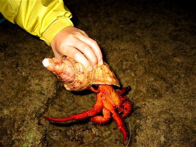 Dardanus megistos, wearing triton, and it's size compared with human hand. The photo was taken at Haemida beach, Iriomote island, Japan. photo