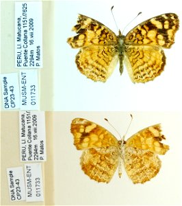 PERU. LI. Matucana,Puente Collana, <a href="http://nymphalidae.utu.fi/story.php?code=CP23-43" rel="nofollow">see in our database</a> photo