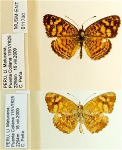 PERU. LI. Matucana,Puente Collana, <a href="http://nymphalidae.utu.fi/story.php?code=MUSM-ENT-011730" rel="nofollow">see in our database</a> photo