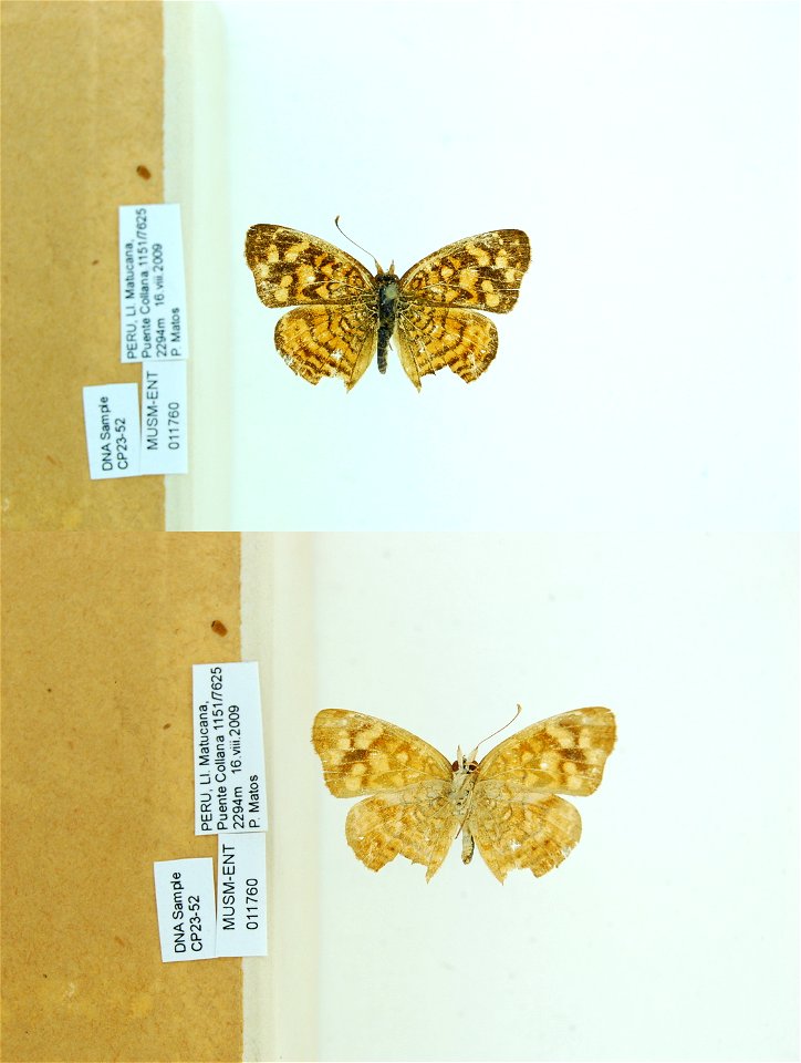 PERU.  LI. Matucana, Puente Collana,    <a href="http://nymphalidae.utu.fi/story.php?code=CP23-52" rel="nofollow">see in our database</a>