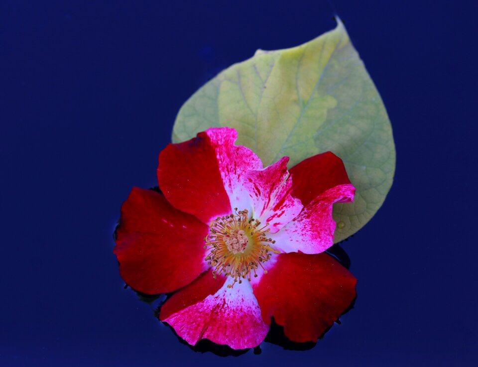 Flower water waterline