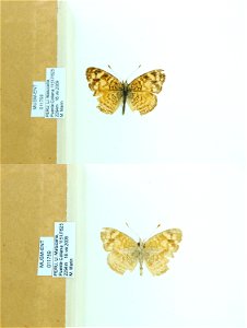 PERU. LI. Matucana, Puente Collana, <a href="http://nymphalidae.utu.fi/story.php?code=MUSM-ENT-011759" rel="nofollow">see in our database</a> photo