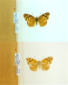 PERU. LI. Tunel Huallatupe, <a href="http://nymphalidae.utu.fi/story.php?code=MUSM-ENT-011765" rel="nofollow">see in our database</a> photo