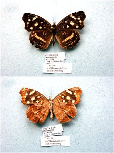 COSTA RICA.  Monteverde,  Cladistics 2000, SystEnt 2003, BJLS 2005, MPE 2007,  Exemplar,  <a href="http://nymphalidae.utu.fi/story.php?code=NW22-4" rel="nofollow">nymphalidae.utu.fi/story.php?co