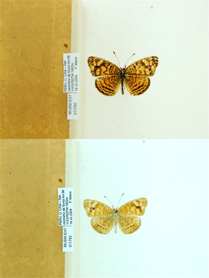 PERU.  LI. Lima - San JerÃ³nimo de Surco km 68,    <a href="http://nymphalidae.utu.fi/story.php?code=MUSM-ENT-011795" rel="nofollow">see in our database</a>