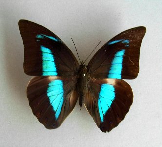 Archaeoprepona amphimachus (Fabricius, 1775)